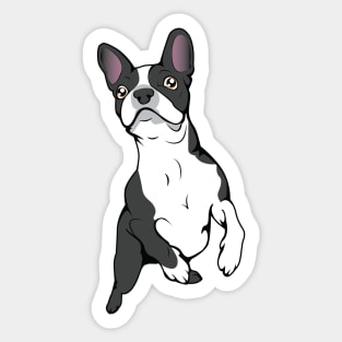 Boston Terrier Time! Sticker